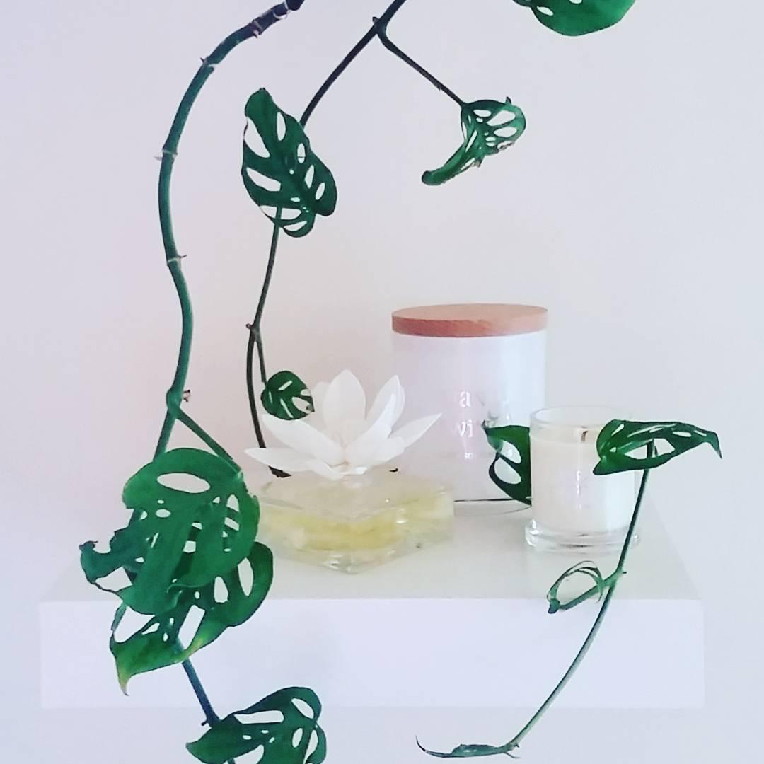 Kokedamas & Soy Candles by Wax & Twine