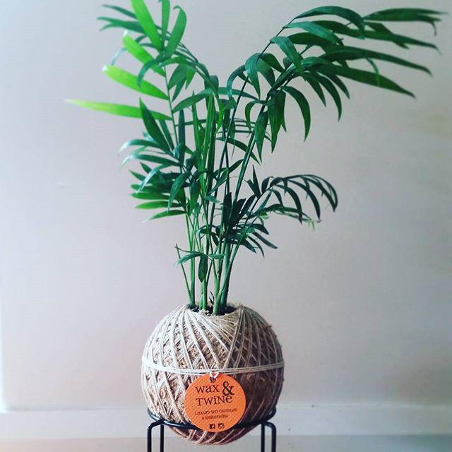 Kokedamas & Soy Candles by Wax & Twine