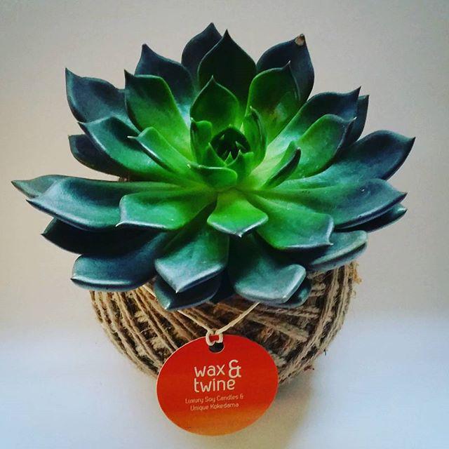 Kokedamas & Soy Candles by Wax & Twine