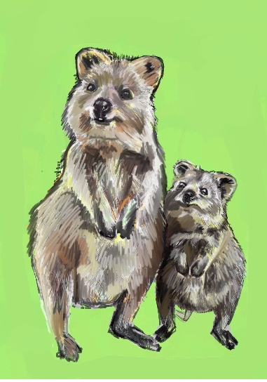 Quokka