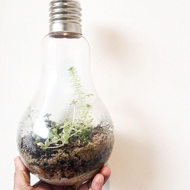 Lightbulb terrarium