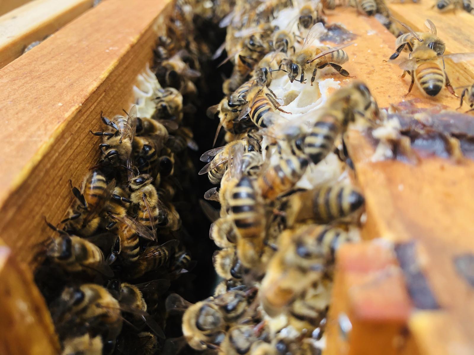 For the love of bees π