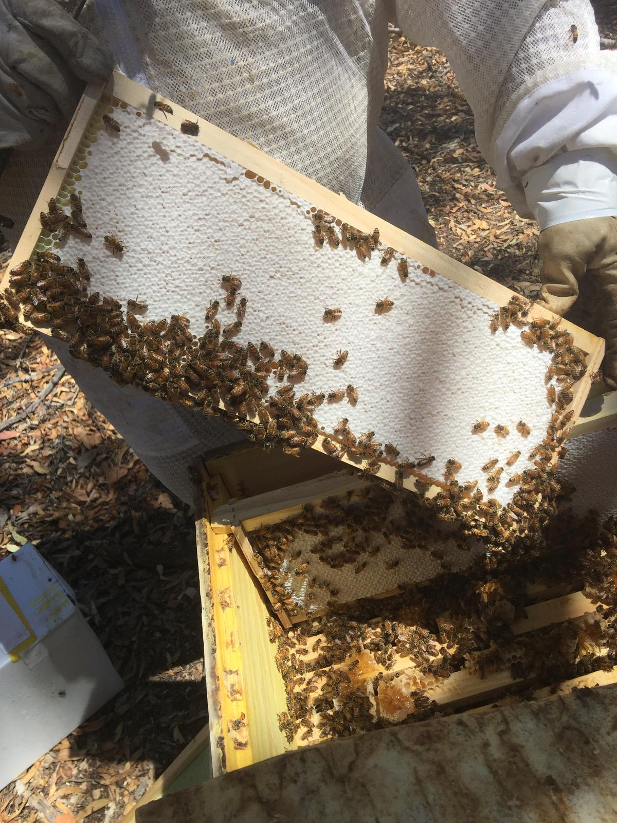 honey comb